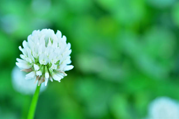 This image showcases a vibrant four-leaf clover prominently in a sea of other clovers, symbolizing luck and rarity, set in a lush green background of vitality.
