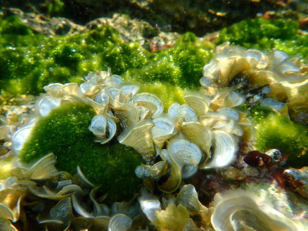istock Small brown algae Peacock’s tail (Padina pavonica) undersea, Aegean Sea 1443796190