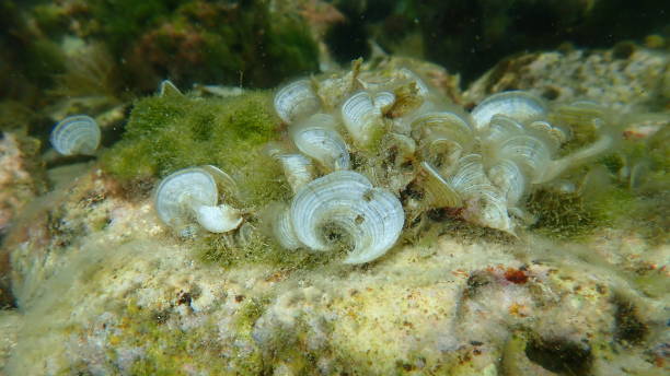 istock Small brown algae Peacock’s tail (Padina pavonica) undersea, Aegean Sea 1443796218