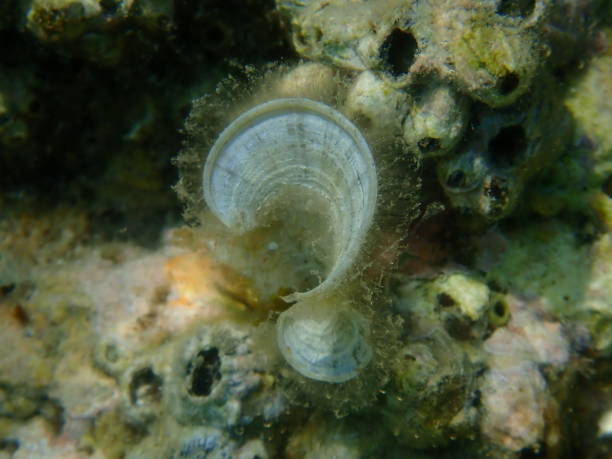 istock Small brown algae Peacock’s tail (Padina pavonica) undersea, Aegean Sea 1443796349