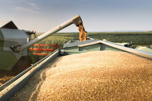 istock Harvesting combine in the wheat. 1443798185