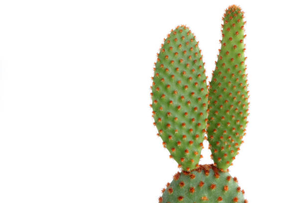 istock Cactus Opuntia, Bunny ears cactus in pot on white background with space for text. beautiful houseplant 1443798396