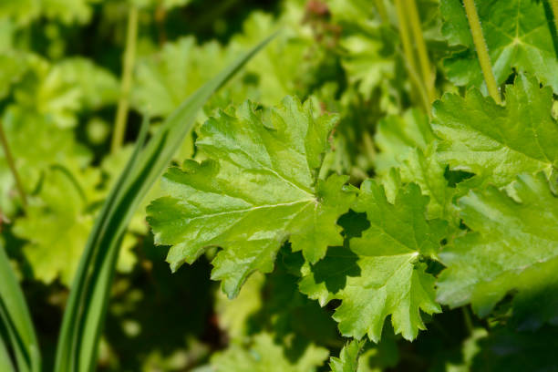 istock Coral Bells Apple Crisp 1443798770