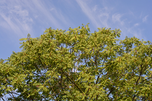 Tree of heaven against blue sky - Latin name - Ailanthus altissima