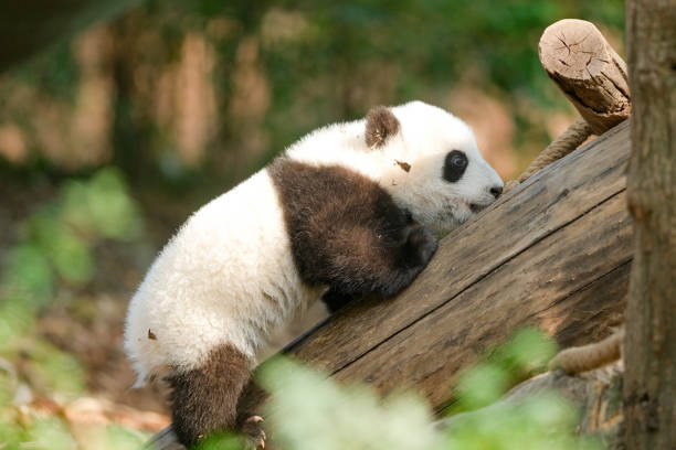 istock Some juvenile giant panda 1443798898