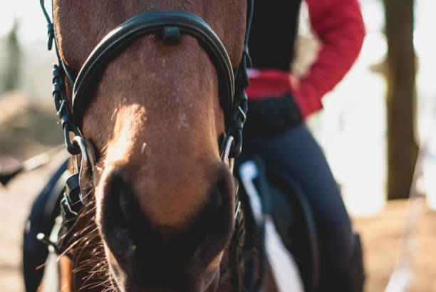 istock Horse closeup 1443800150