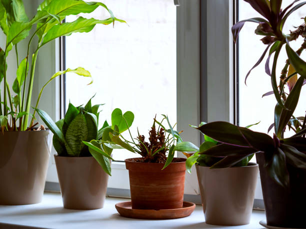 istock Potted flowers on the window. 1443800849