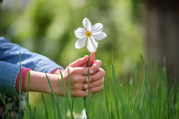 Protective Human Hands Around White Tender Narcissus Flowers Blooming In Spring Sunny Garden.