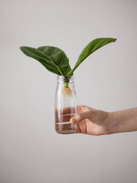 istock Rooted cutting of fiddle leaf fig tree 1443802042