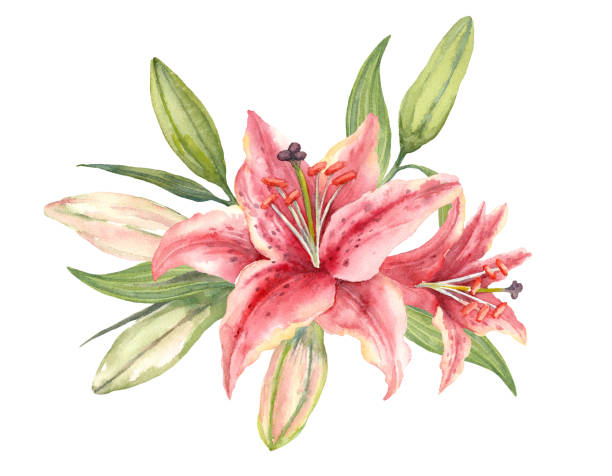orientalne lilie hybrydowe. różowe kwiaty lilii i pąki. ręcznie rysowany bukiet akwareli. ilustracja artystyczna - lily pink stargazer lily flower stock illustrations