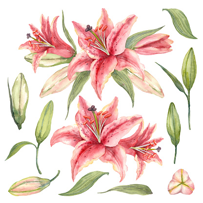 Oriental hybrid lilies. Pink lily flowers, leaves and buds. Watercolor set on a white background.
