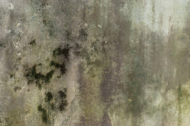 istock Mould at Walls, Abstract Background 1443802605