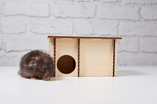 Cute dark Syrian hamster next to a house on a white table.