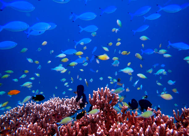istock colored fishes and acropora coral 1443803057