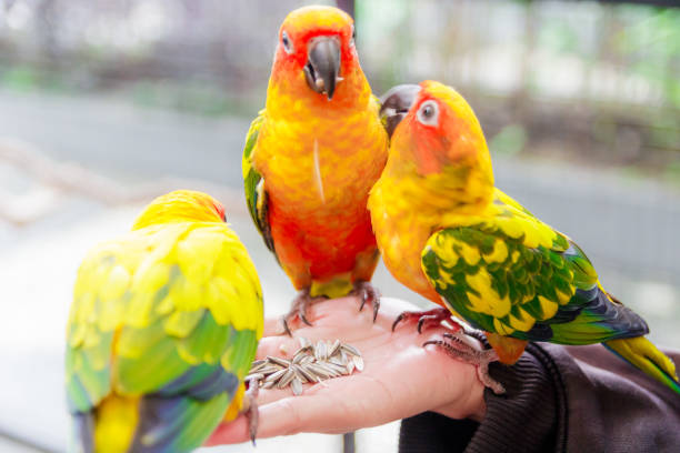 istock Beautiful parrot, Sun Conure on woman hand. 1443804310