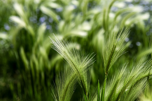 Closeup of the Foxtail barley (Hordeum jubatum) in the field