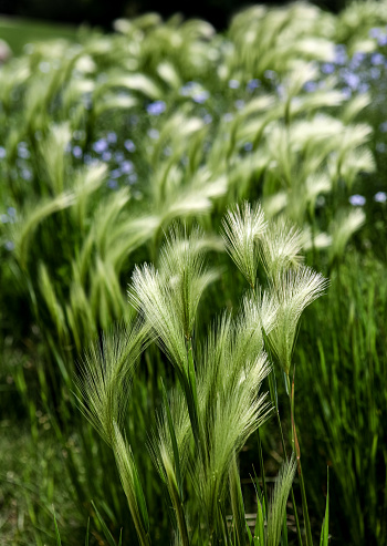 Closeup of the Foxtail barley (Hordeum jubatum) in the field