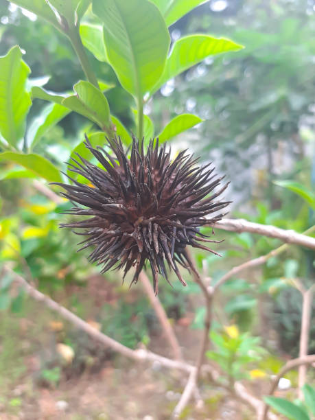 istock Fruits of Datura ferox 1443804466