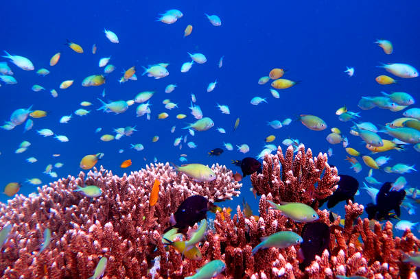 istock colored fishes and acropora coral 1443804535