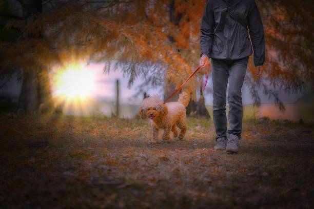 Dog-walking