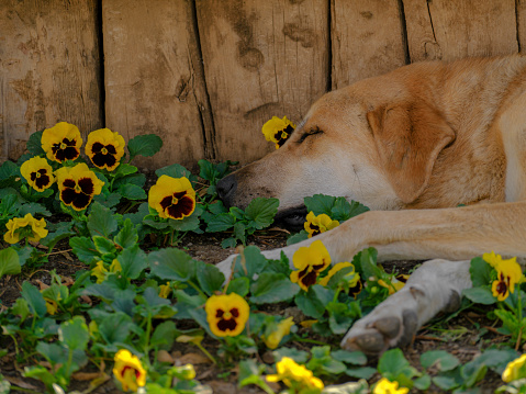 a cute dog sleeping in the garden