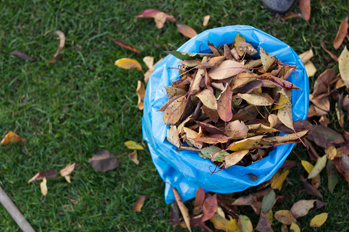 Blue plastic bag full of autumn leaves. Large blue plastic trash sacks with fallen dried leaves stand on the grass. Seasonal cleaning of garden from fallen leaves.