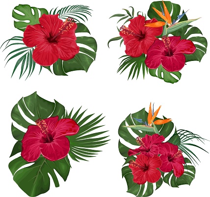 Vector Floral Collection. Juicy monster leaves, palm trees, red hibiscus, strelitzia flower. Floral compositions on white background