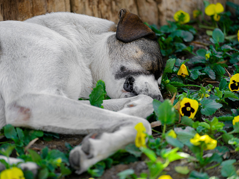 a dog sleeping among flowers