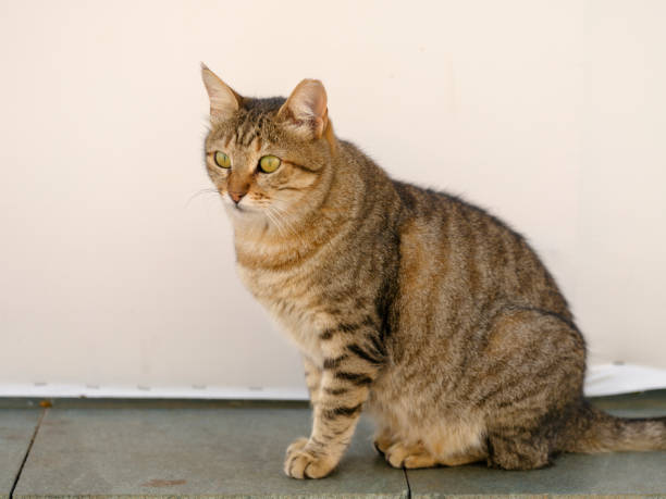 istock portrait of a beautiful tabby cat 1443807383