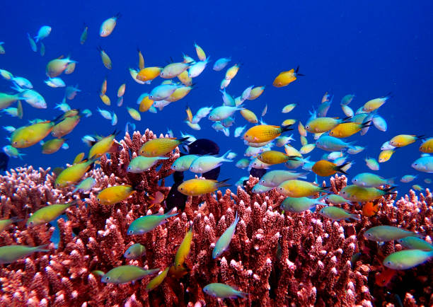 istock colored fishes and acropora coral 1443807655