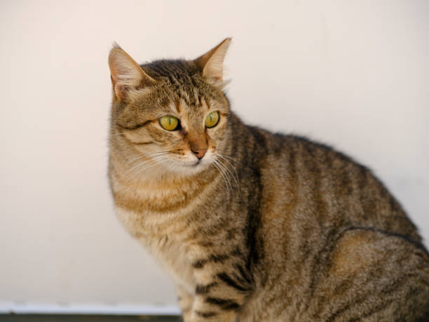 istock portrait of a beautiful tabby cat 1443807709