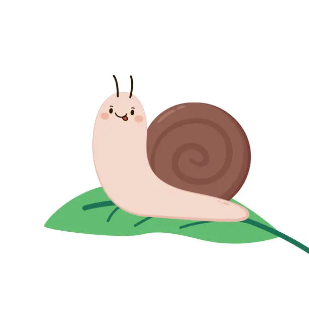Vector illustration of Snail vector. Snail on green leaf. Snail cartoon vector.