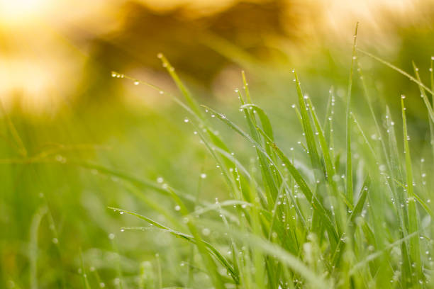 Morning dew, morning time with Dew on grass, Morning Dew on peak grass, Sunrise morning background, green grass leaves background.