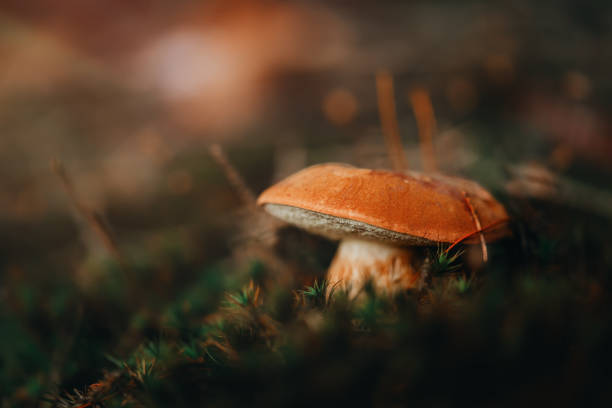 istock Mushroom. Porcini on moss. Boletus edulis in forest. 1443809532