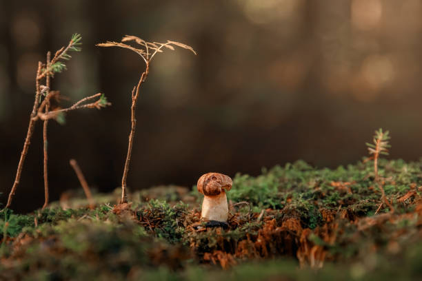 istock Mushroom. Porcini on moss. Boletus edulis in forest. 1443809625