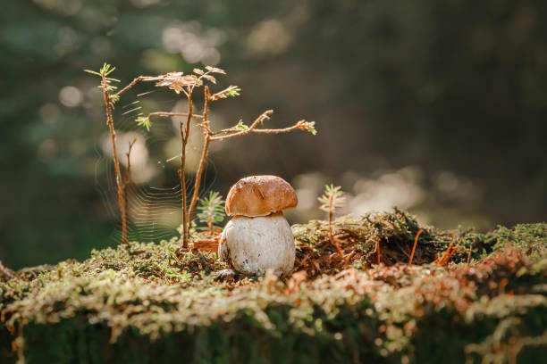 istock Mushroom. Porcini on moss. Boletus edulis in forest. 1443809627