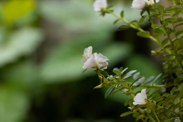 istock Beautiful White Ten o'clock flower 1443810688