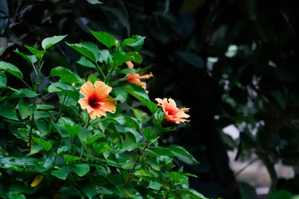 Orange Color Hibiscus Rosa Sinensis Flower And Plant