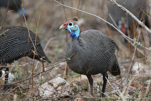 Large-bodied, small-headed, slaty-gray gamebirds perfectly lined with rows of hundreds of white spots. The distinctive head sports a strange bone-like casque and naked warty facial skin, which is colored white, blue, or red depending on geographic location.  Guineafowl are common throughout theirrange, and large flocks roam the savannas, digging for invertebrates and tubers.