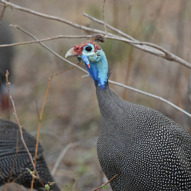 istock Foraging Helmeted Guineafowl (Numida meleagris) 1443811027