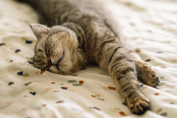 istock Gray Scottish Straight cat sleeping 1443811308