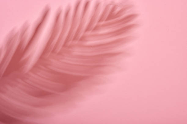 istock Summer day tropical plams shadow on pink background 1443811312
