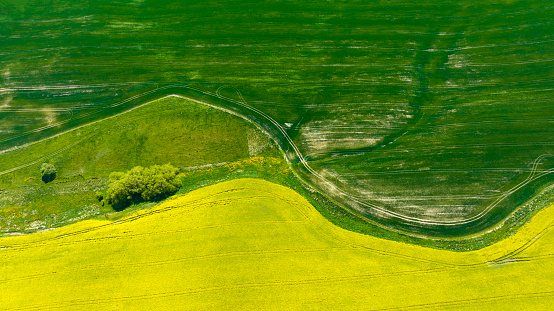 The green texture as yellow of canola field background