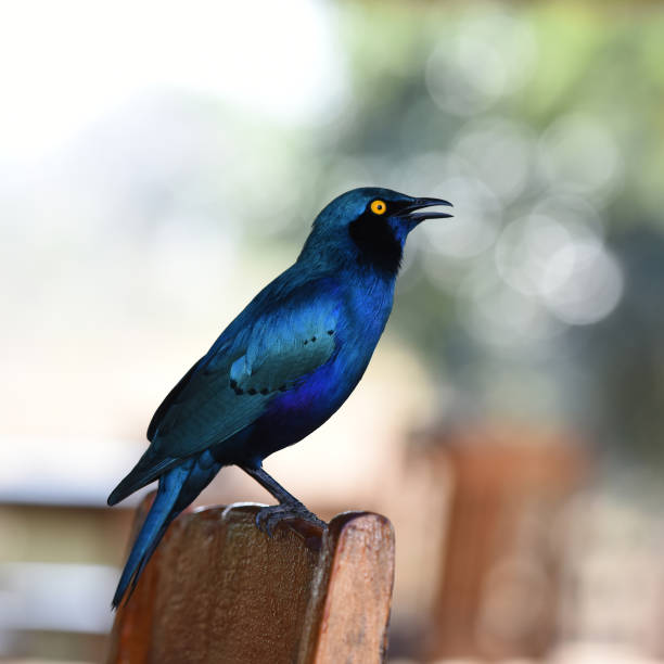 istock Greater Blue-eared Starling (Lamprotornis chalybaeus) sitting on a chair 1443811378