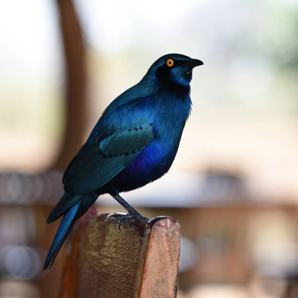 istock Greater Blue-eared Starling (Lamprotornis chalybaeus) sitting on a chair 1443811379
