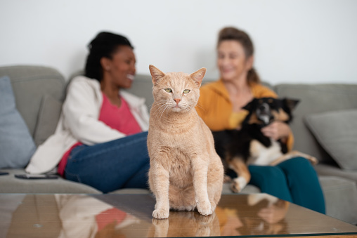 Two women of different ages and races communicate with each other. They sit with their pets in the living room on the sofa. The cat is in the foreground.