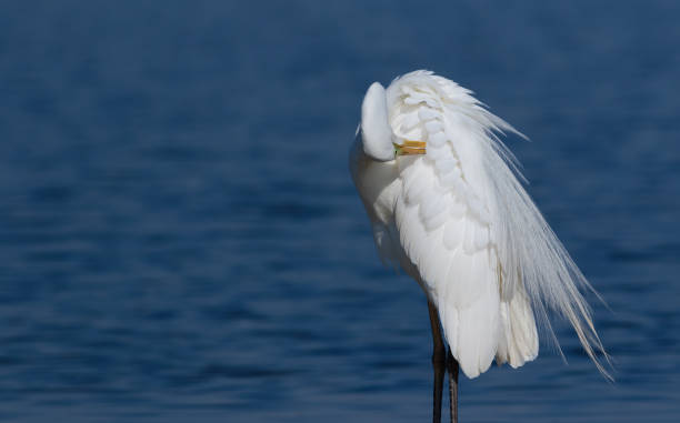 grande aigrette, ardea alba. un oiseau se tient sur un pont de bois près de la rivière, brossant ses belles plumes - wading snowy egret egret bird photos et images de collection