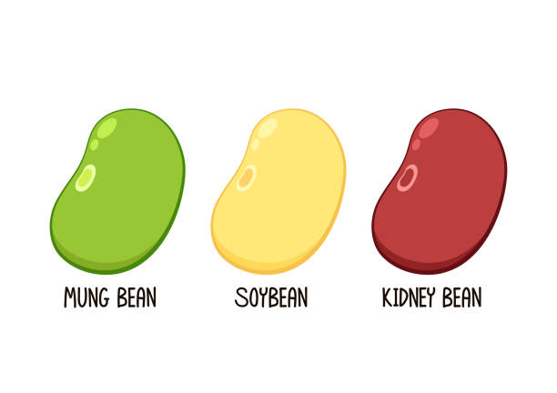 ilustrações de stock, clip art, desenhos animados e ícones de mung bean, kidney bean and soy bean on white background. bean logo design. - soybean isolated seed white background