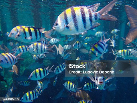 istock school of fish of Indo-Pacific sergeant (Abudefduf vaigiensis) 1443815909