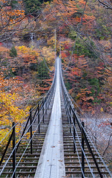 istock Autumn leaves forest and suspension bridge 1443816474